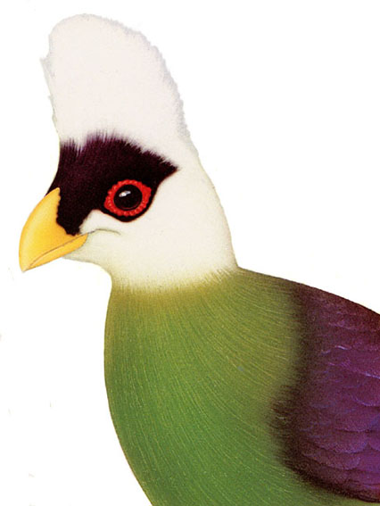 White-crested Turacos