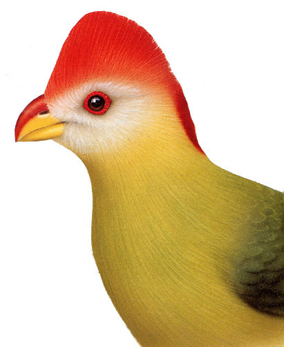 Bannerman's Turaco