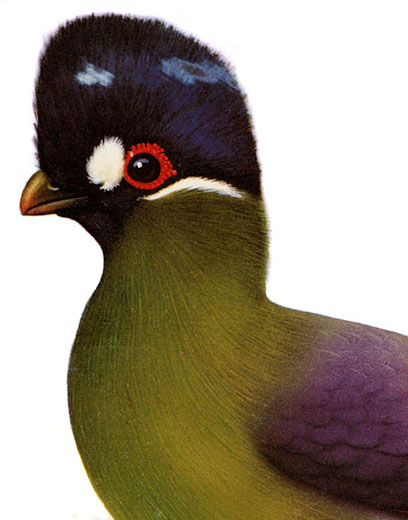 Hartlaub's Turaco