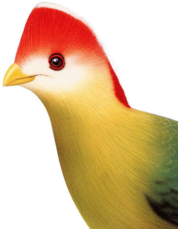 Red-crested Turaco