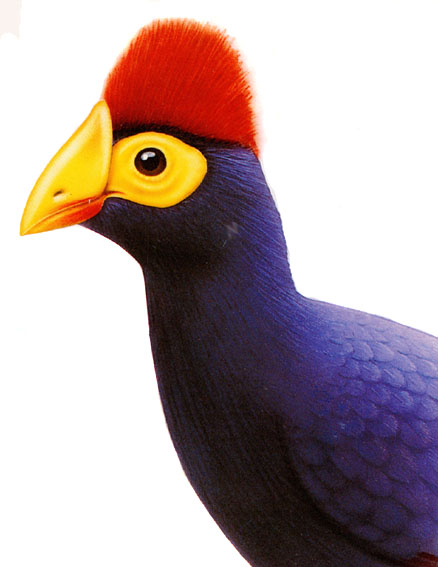 Ross's Turaco