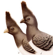 White-bellied Go-away Bird pair. Click to enlarge.
