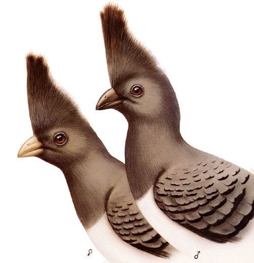 White-bellied Go-away Bird