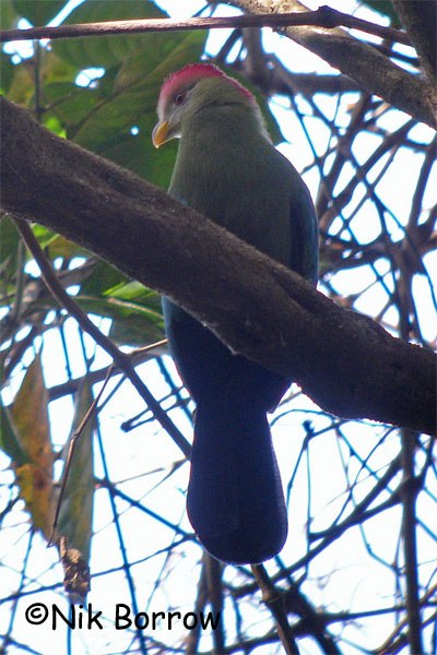 Bannerman's Turaco - Bamenda, Cameroon
