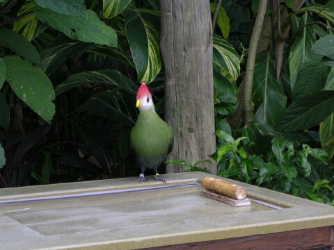 Red-crested Turaco