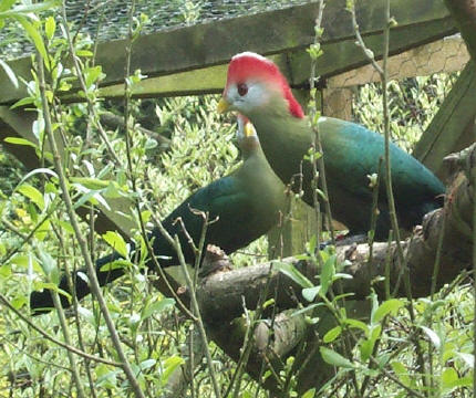 Red-crested Turacos