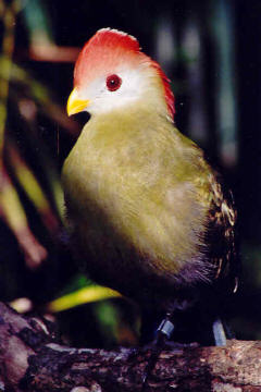 Red-crested Turaco at Jersey Zoo