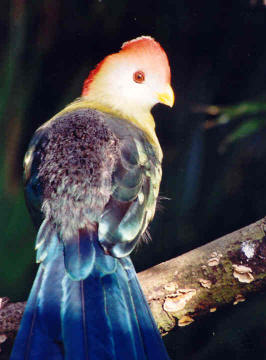 Red-crested Turaco at Jersey Zoo