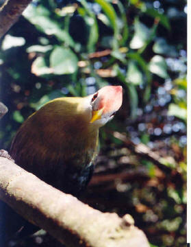 Red-crested Turaco at Jersey Zoo