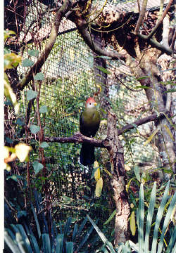 Red-crested Turaco at Jersey Zoo